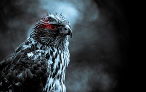 smoke, birds, red eyes