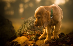 animals, depth of field, dog