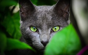 animals, leaves, green eyes, cat, face