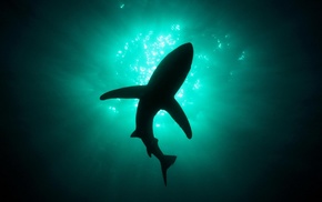 sea, shark, natural lighting