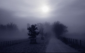 mist, road, trees