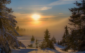 nature, winter, cold, forest, sunset, trees