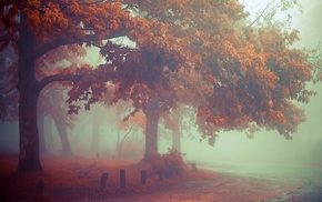 nature, trees, mist, landscape, road, fall