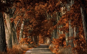 trees, nature, road, fall, landscape, shrubs