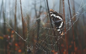 nature, leaves, morning, spiderwebs, butterfly, depth of field
