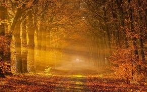 gold, fall, sunrise, road, trees, sun rays