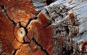 wood, trees, nature, texture