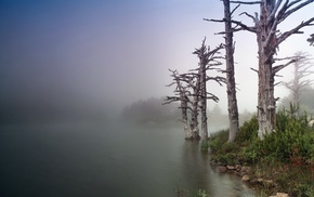 trees, landscape, mist, nature
