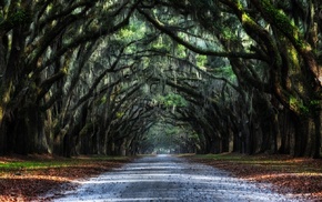 oak trees, road, leaves, nature, landscape, tunnel