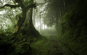 mist, forest, landscape, moss, nature, path