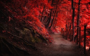 red, trees, fall, roots, nature, forest