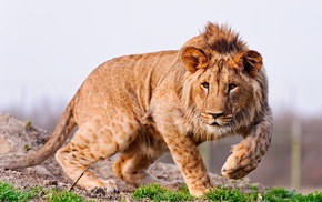 lion, animals