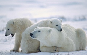 animals, baby animals, snow, polar bears