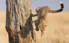 cheetahs, animals