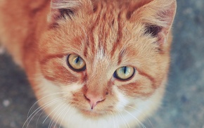 cat, animals, looking up