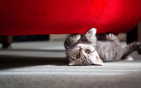 looking at viewer, carpets, cat, animals, baby animals, pet