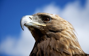 birds, golden eagles, animals, closeup, nature, eagle