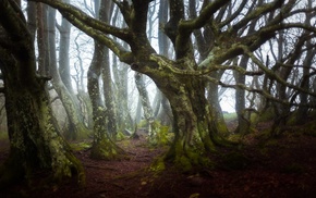 nature, trees, landscape