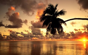 palm trees, beach, photography, clouds, sunset, nature