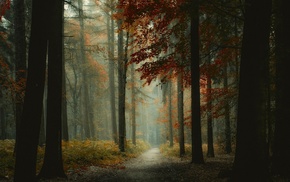 mist, forest, trees, nature, path, landscape