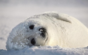 animals, seals, snow