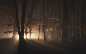 trees, mist, dark, nature, forest, lights