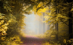 morning, landscape, fall, forest, nature, sunlight