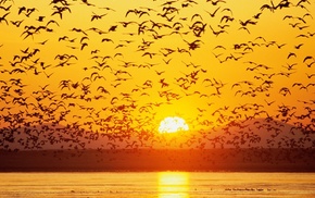 sunset, animals, birds, river, silhouette