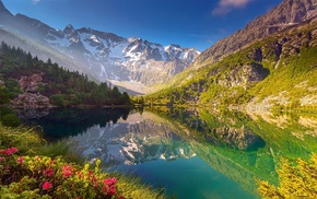 mountain, forest, water, wildflowers, reflection, landscape