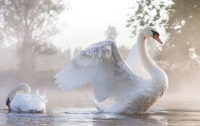 birds, swans, animals, sunlight, water