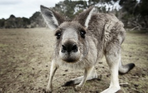 animals, kangaroos, closeup