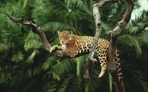 jaguars, nature, animals