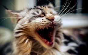 closeup, open mouth, animals, cat, yawning