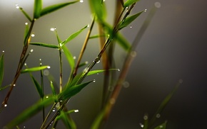 plants, leaves, blurred, closeup, macro, bamboo