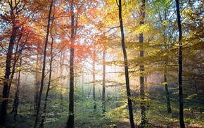 landscape, nature, forest, fall, mist, sunlight