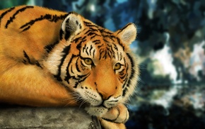 tiger, animals