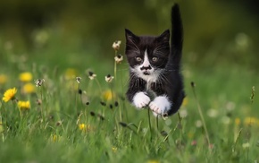 jumping, grass, cat, animals