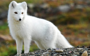 fox, arctic fox, animals, nature