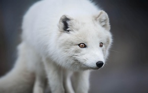 nature, arctic fox, fox, animals