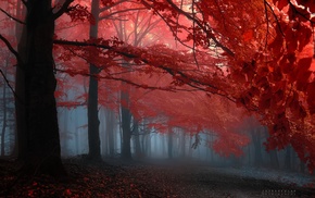 forest, landscape