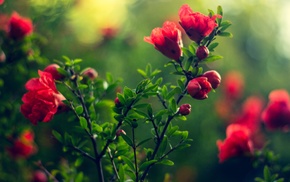 flowers, pink flowers, depth of field, nature