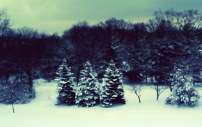 winter, trees, snow