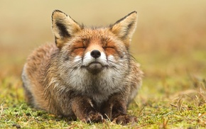 animals, fox, closed eyes