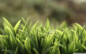 plants