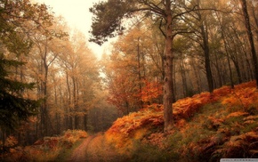 forest