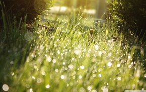 plants