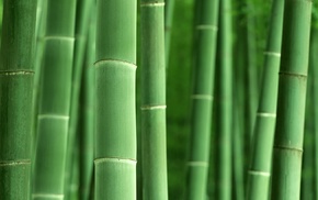 nature, bamboo, plants, macro
