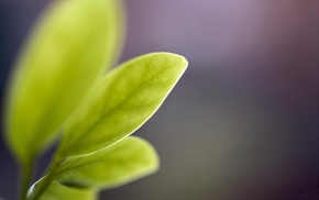 macro, nature, leaves