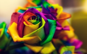 macro, colorful, flowers, closeup, rose
