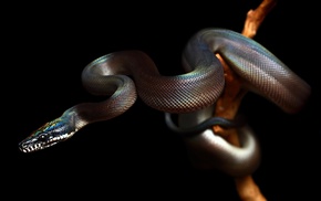 snake, animals, nature, reptile